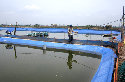 Khu nuôi tôm công nghiệp ở Kim Sơn.