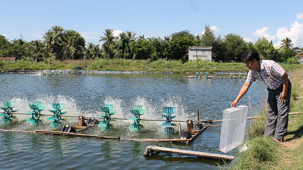 Ninh Hải: Hiệu quả mô hình Tổ cộng đồng nuôi tôm