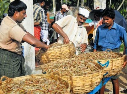 tôm nguyên liệu ấn độ