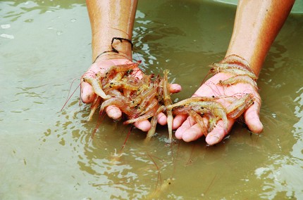 Tôm bị bệnh ở Cà Mau