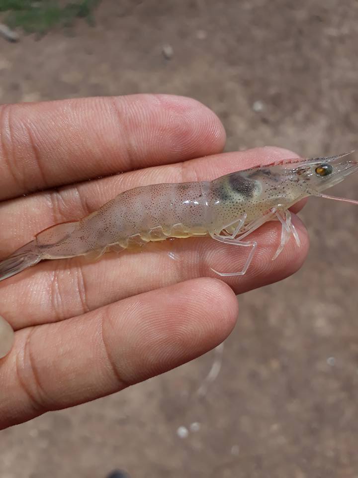 Sóc Trăng: Nhiều diện tích nuôi tôm bị thiệt hại