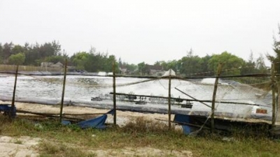 Dịch bệnh đang hoành hành trên tôm nuôi ở Quảng Trị.