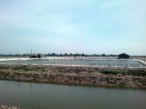 tôm bị thiệt hại