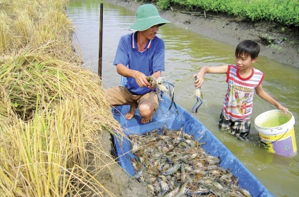 Tin thủy sản:Hơn 2.000ha chuyển đổi nuôi tôm càng xanh