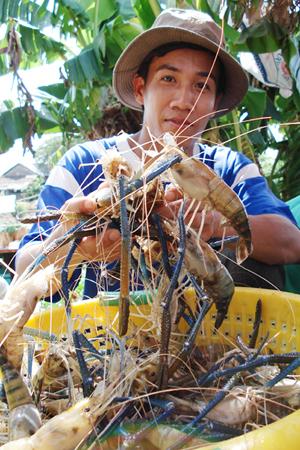 Thu hoạch tôm càng xanh ở huyện Tam Nông – Đồng Tháp