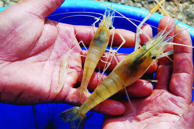 tom cang xanh toan duc