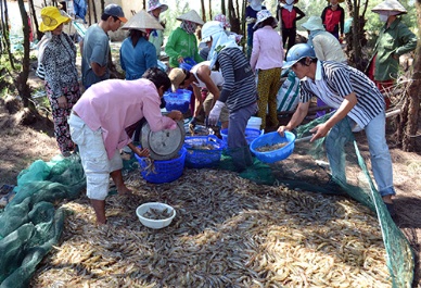 thu hoach tom the chan trang