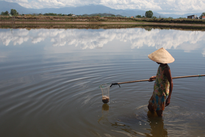 Đìa nuôi tôm thẻ chân trắng của gia đình bà Nguyễn Thị Lập chết hơn 80%.