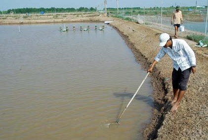 dịch bệnh tôm tràn lan