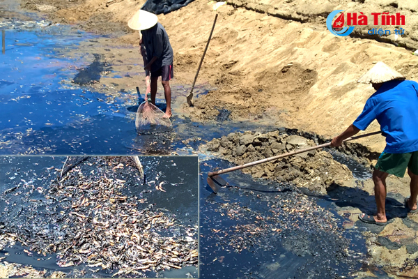 Tôm chết hàng loạt ở Kỳ Anh: Nghi bị sốc nước do bão