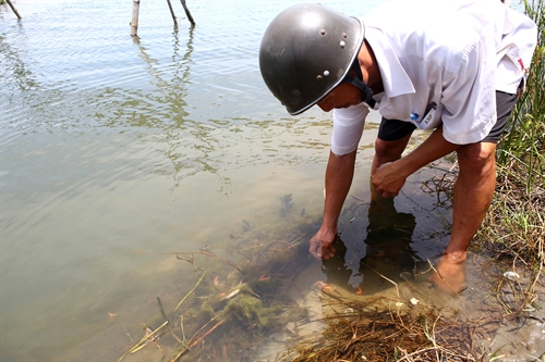 tom chet do dom trang