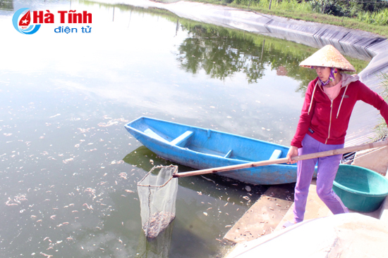 Tôm chết hàng loạt nghi do bị bỏ thuốc trừ sâu