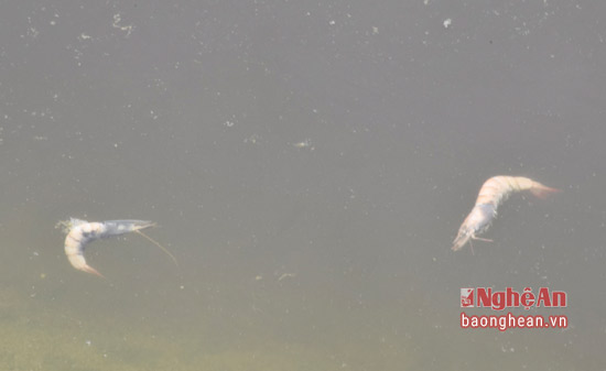 tom chet noi tren mat nuoc