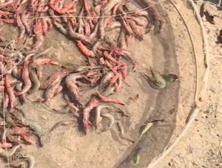 tôm chết