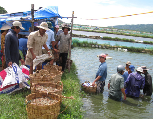 tôm chết, bệnh tôm