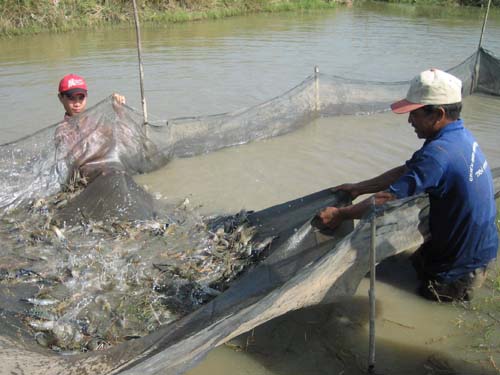 thu hoạch tôm thẻ chân trắng