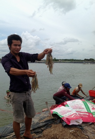 tôm, giá tôm, tôm được mùa