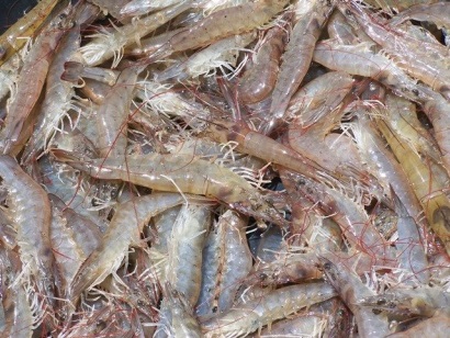 tôm thẻ chân trắng