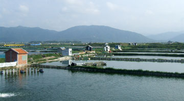 tôm gap