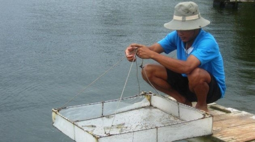 tôm giống Quảng Bình