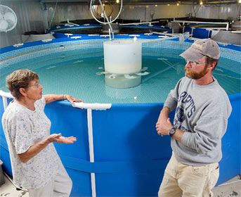 tom giống ấn độ