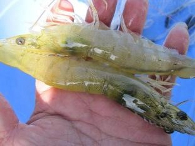 tom giong chan trang