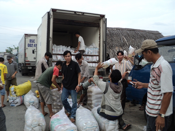 tôm giống kém chất lượng