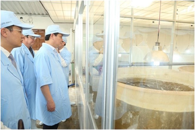 tôm giống ở Bình Thuận