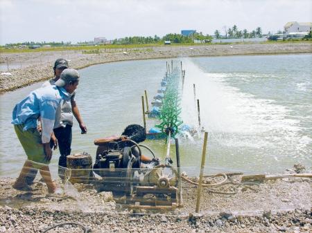Nuôi tôm thẻ ở Hà Tĩnh (Nguồn: agroviet.gov.vn)