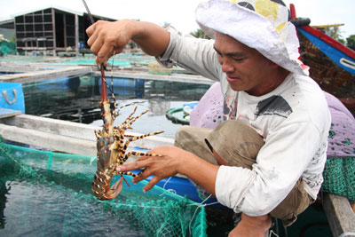 bệnh tôm hùm