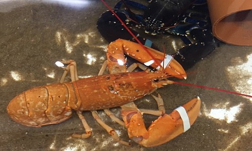 Tôm hùm có màu sắc quý hiếm