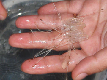 Tôm hùm giống được ngư dân xã An Chấn bắt ở khu vực Hòn Chùa - Ảnh: A.NGỌC