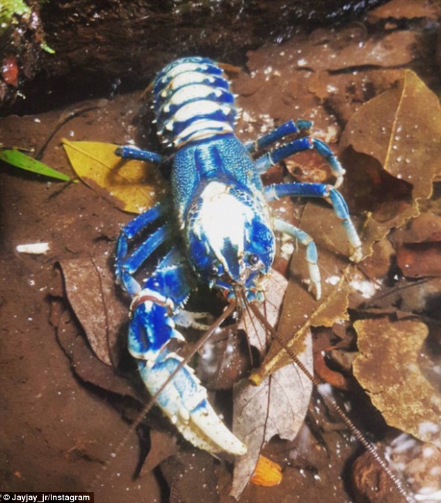 Tôm hùm nước ngọt