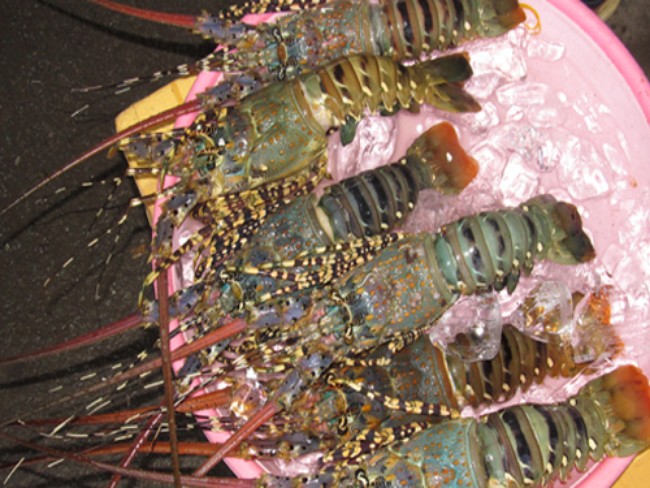 tôm hùm rớt giá