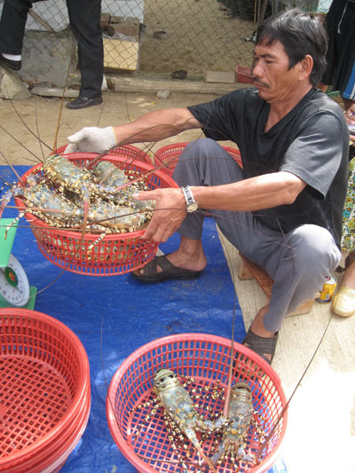 tôm hùm thương phẩm