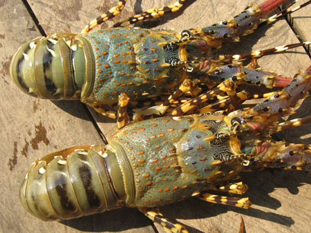 Tôm hùm gần 1kg/con bị chết, vừa vớt từ lồng