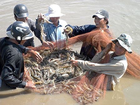tôm nguyên liệu tăng giá