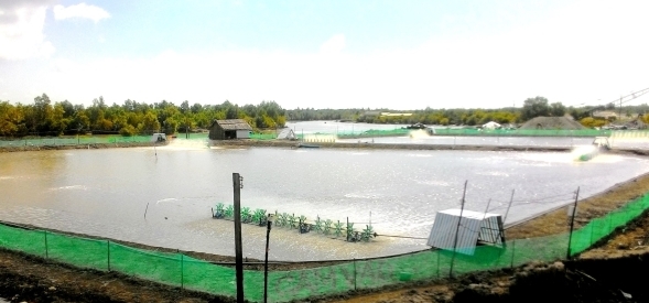 tôm nuôi công nghiệp