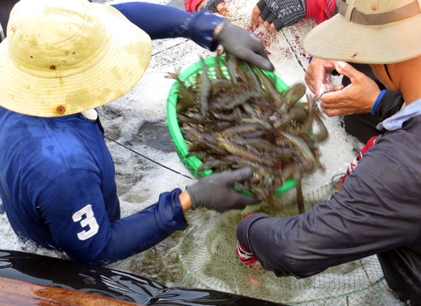 tôm thẻ chân trắng