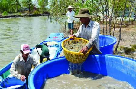 tôm thẻ chân trắng