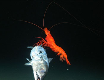 tôm sống biển sâu