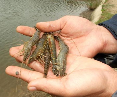 tôm sú bệnh đốm trắng