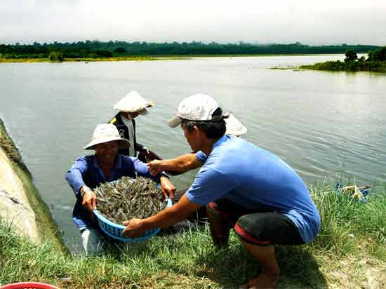 tom sú nguyên liệu