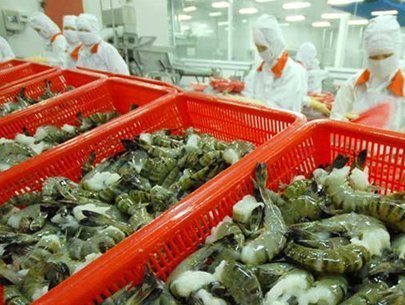 tôm sú nguyên liệu