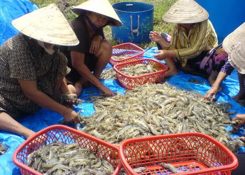 tôm sú nguyên liệu