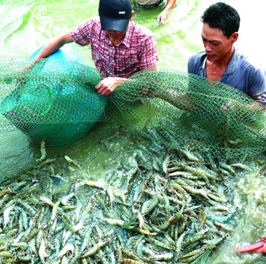 Tiền Giang: giá tôm sú tăng mạnh