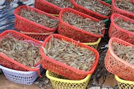 tôm sú nguyên liệu