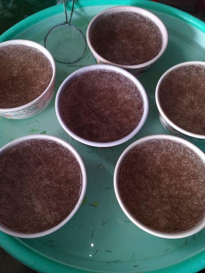 Cần giám sát chặt chẽ con giống thủy sản