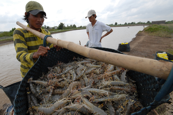 Hệ lụy từ nuôi tôm trên cát Nguồn nước đang bị đầu độc  Báo Dân trí