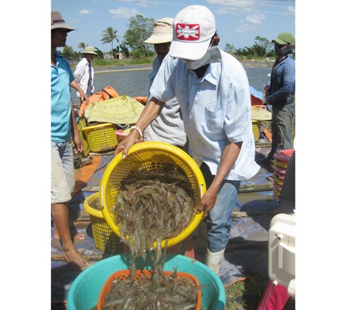 thu hoạch tôm thẻ chân trắng